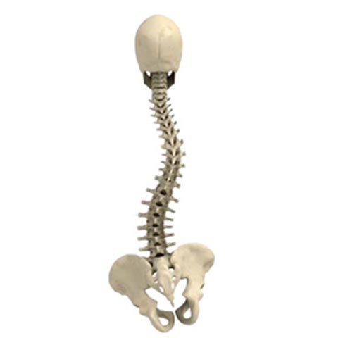 Scoliosis Pain